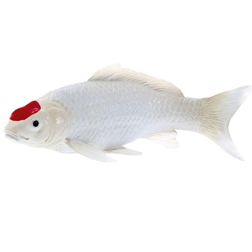 Koi carp tancho - tancho, dot