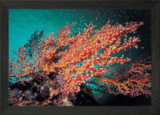 Corals Underwater world Framed