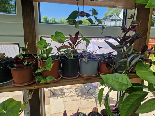Rooted house plants bundle - 10,