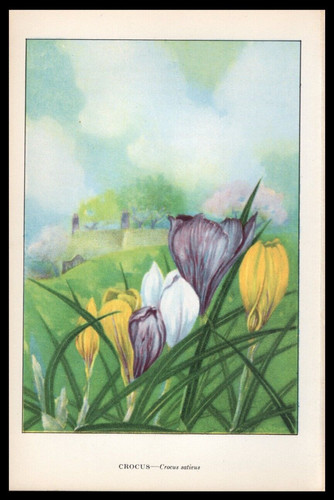 1926 vintage botanical - vintage, print