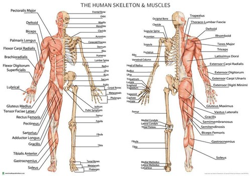 Human skeleton with - skeleton,