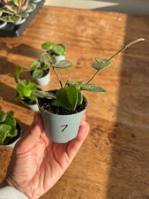 Hoya Mathilde Splash house plant 