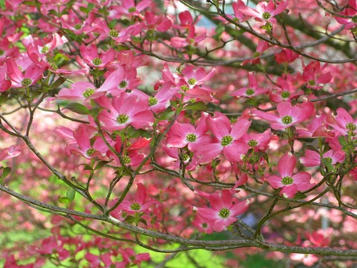 Pink flowering dogwood - pink,