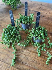 Senecio Rowleyanus 'String of