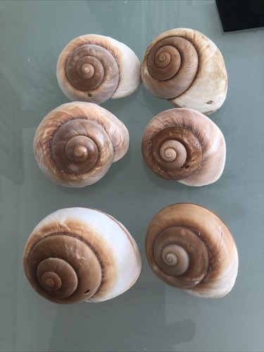 Large 9cm land - large, 7-9cm