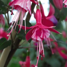 T&M Hardy Fuchsia Plants Shrimp Cocktail Hardy Shrub 3 Litre Potted Plant