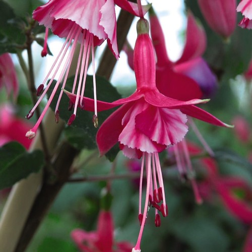 Hardy fuchsia plants - t&m,