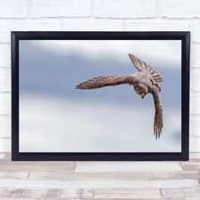Karearea 78 Falcon Bird Wildlife Prey Wings Tail Flight Wall Art Print