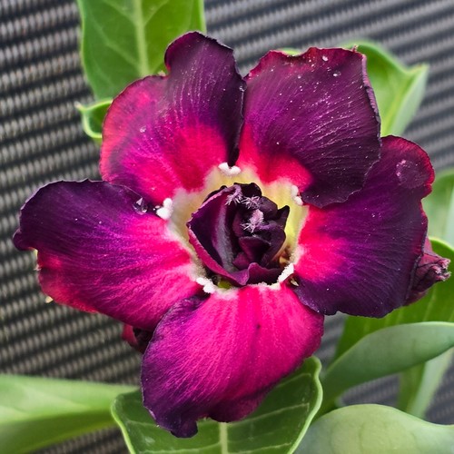 Exotic desert rose plant - desert,