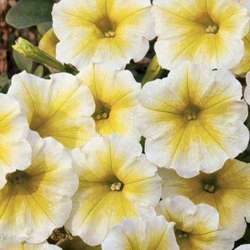 Yellow white petunia seeds - 50,