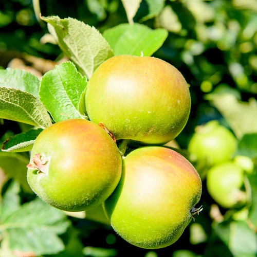 Bramley seedling apple - seedling,
