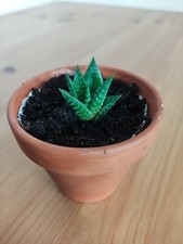 Succulent | Haworthia