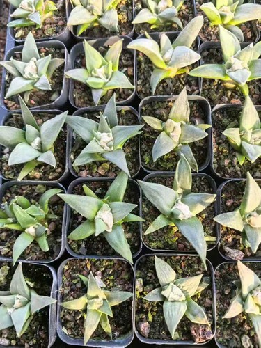3pcs cactus succulent - 3pcs,