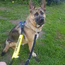 dog lead sleeve,lead slip,lead cover.serious.reactive.nervous,need space.yellow