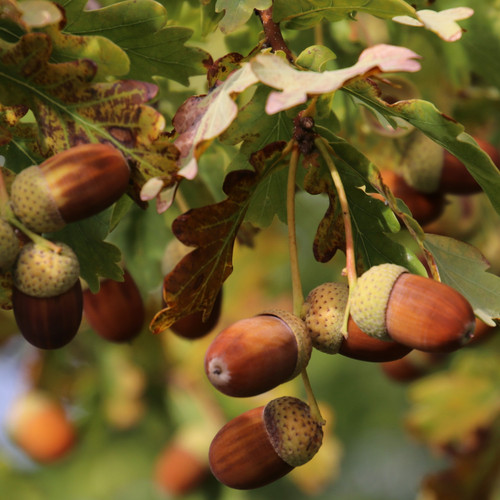 English oak trees extra - oak,