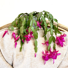 Schlumbergera truncata