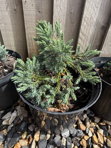Juniperus squamata blue - squamata, ‘blue