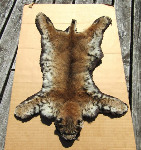 Vintage bobcat taxidermy rug - vintage,