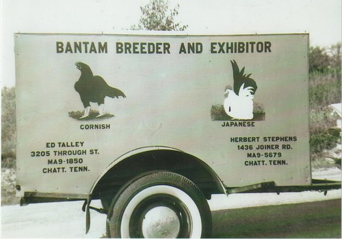 Chickens bantam breeder - chickens,