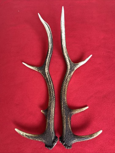 Pair red deer - of, 483g