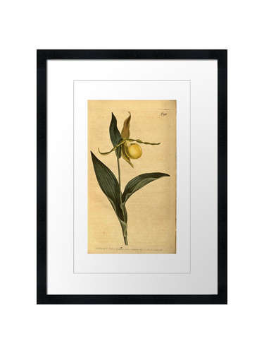Cypripedium pubescens curtis - cypripedium,