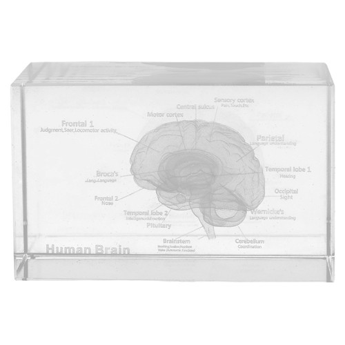 Crystal human brain model - crystal,