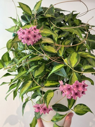 Hoya dennisii frida - hoya, ‘frida’