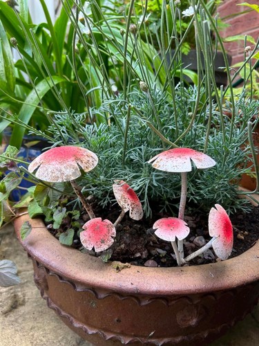 Set metal red toadstool - 2,