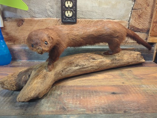 Vintage taxidermy brown red - vintage,