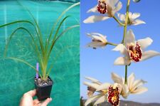 Cymbidium parishii, orchid, orchid