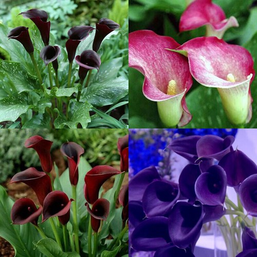 Calla lily zantedeschia - lily, (zantedeschia