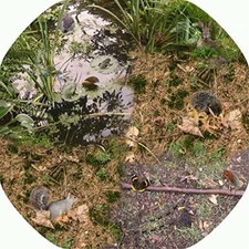 Wildlife & Minibeasts MINI Tuff tray Mat/Insert