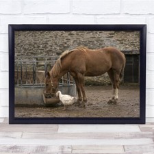 Horse And Duck Sharing Food