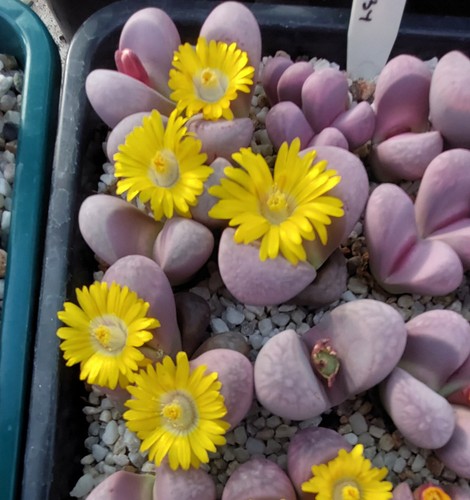 Lithops meyerii ghost - lithops,
