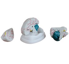 Model Anatomy Professional