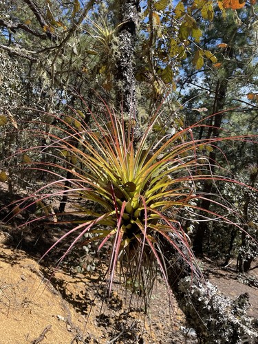 Tillandsia carlos hankii rare - tillandsia,