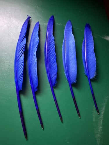 Feather quill biro ballpoint - feather,
