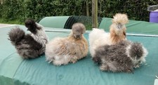 Fluffy Feather Farm Egg Box -