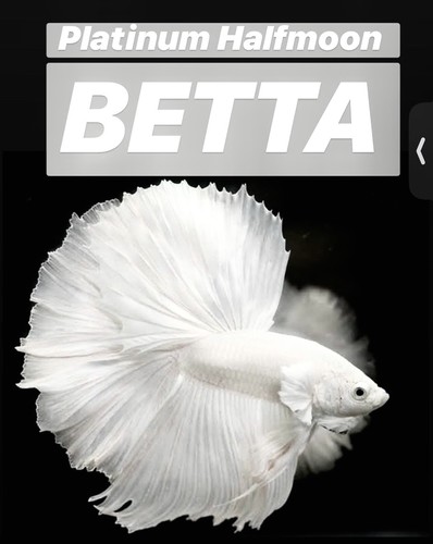 Live betta fish high - betta,