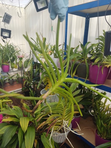 Rare ascocentrum curvifolium - rare,
