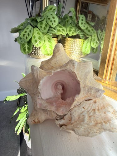 Large heavy queen conch - large,