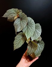Begonia Sinbad. Beautiful Spotted Leaves. 1X Fresh Cutting. Very Easy Houseplant