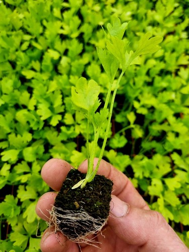 Celery plug plants grow your - celery,