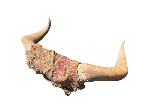 Cow horn taxidermy - taxidermy, decor