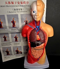 Human Body Torso Anatomy Model