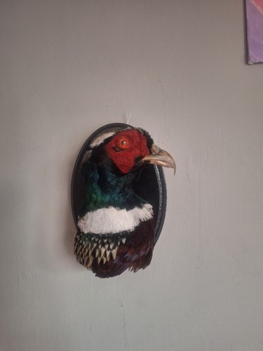 Pheasant taxidermy phasianus - pheasant, (
