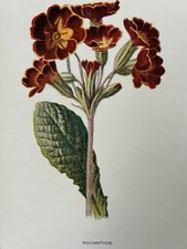 Antique Botanical Print – Polyanthus Garden Flower by F. Edward Hulme c1900s