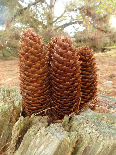 Pine cones - 10,