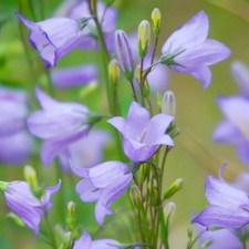 Campanula rotundifolia -