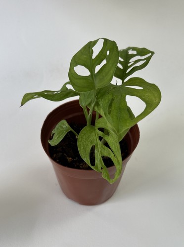 Monstera adansonii swiss - monstera, 'swiss